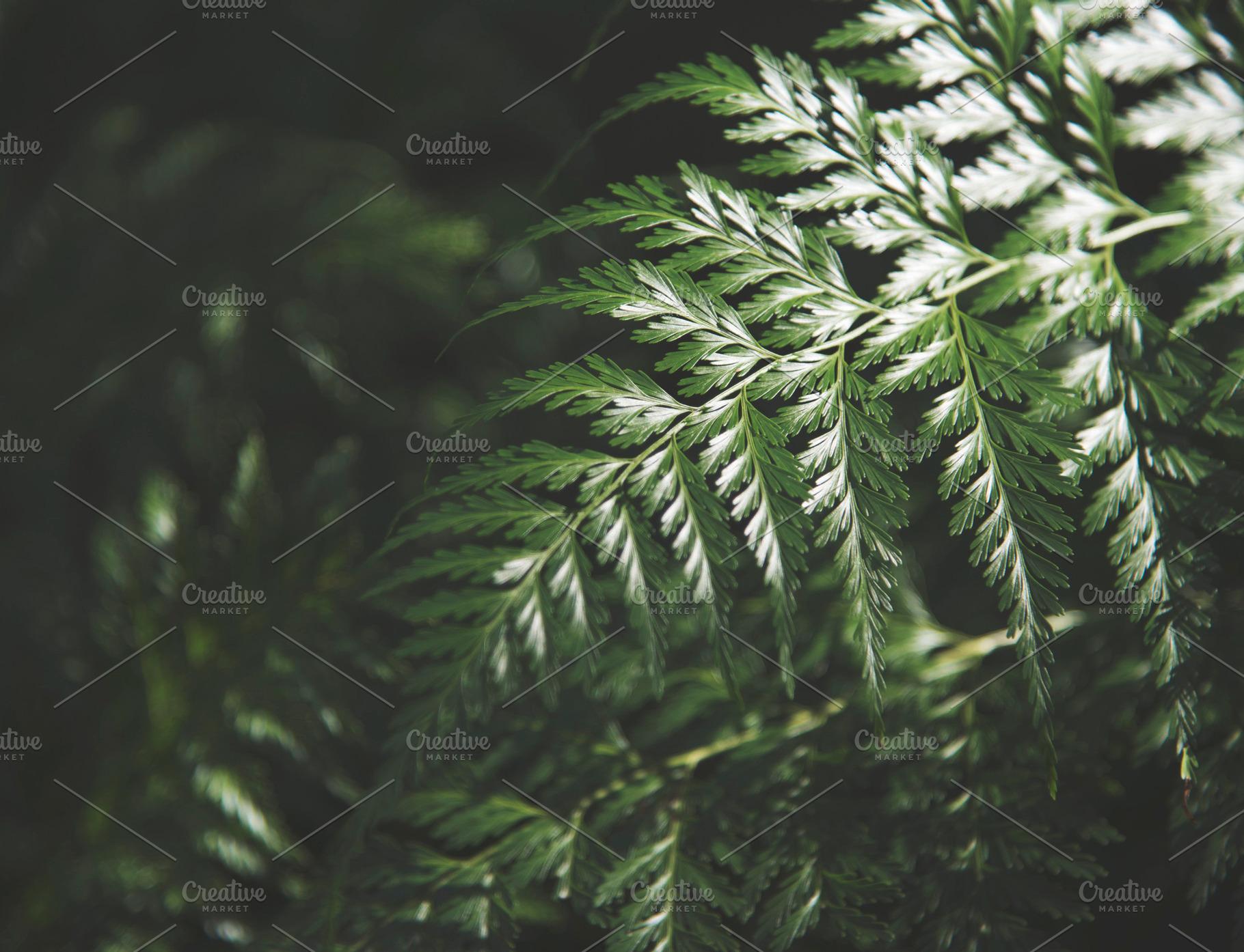 Forest Fern Leaf, a Background Photo by kristiangallagher