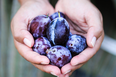 Plums stock photo containing plum and fruit