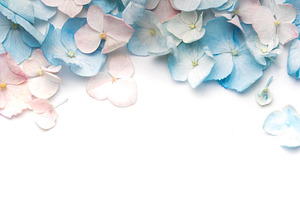 Pastel blue and pink hydrangea blossoms creating border, a Background Photo by Olena Rudo