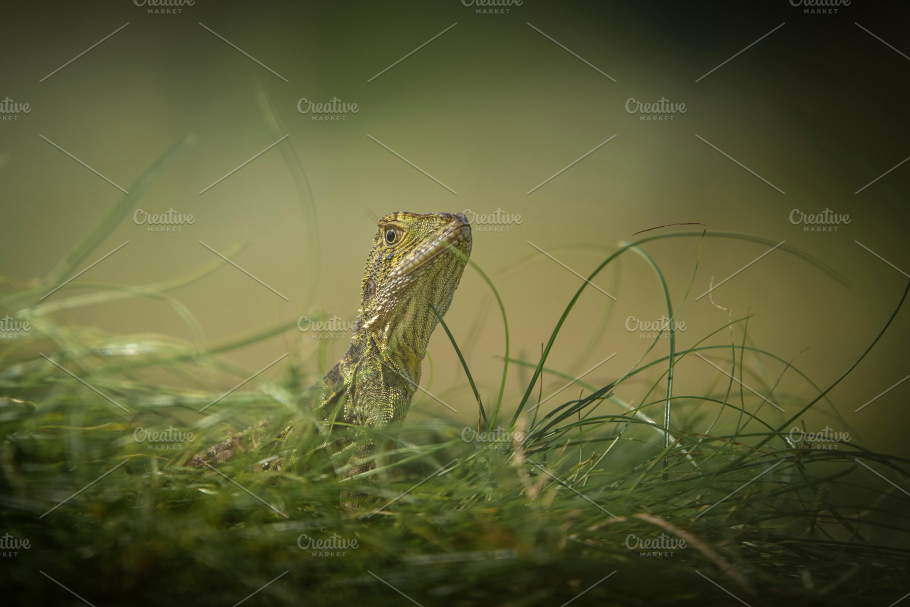 Juvenile Eastern Water Dragon, an Animal Photo by Rob D Animal Photography
