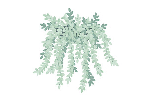 Sedum morganianum or Burrito Donkey, an Object Illustration by Toltemara