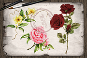 US State Flowers Part 1 Illustration, a Decorative Illustration by DioFlow (Thumbnail 4 of 4)