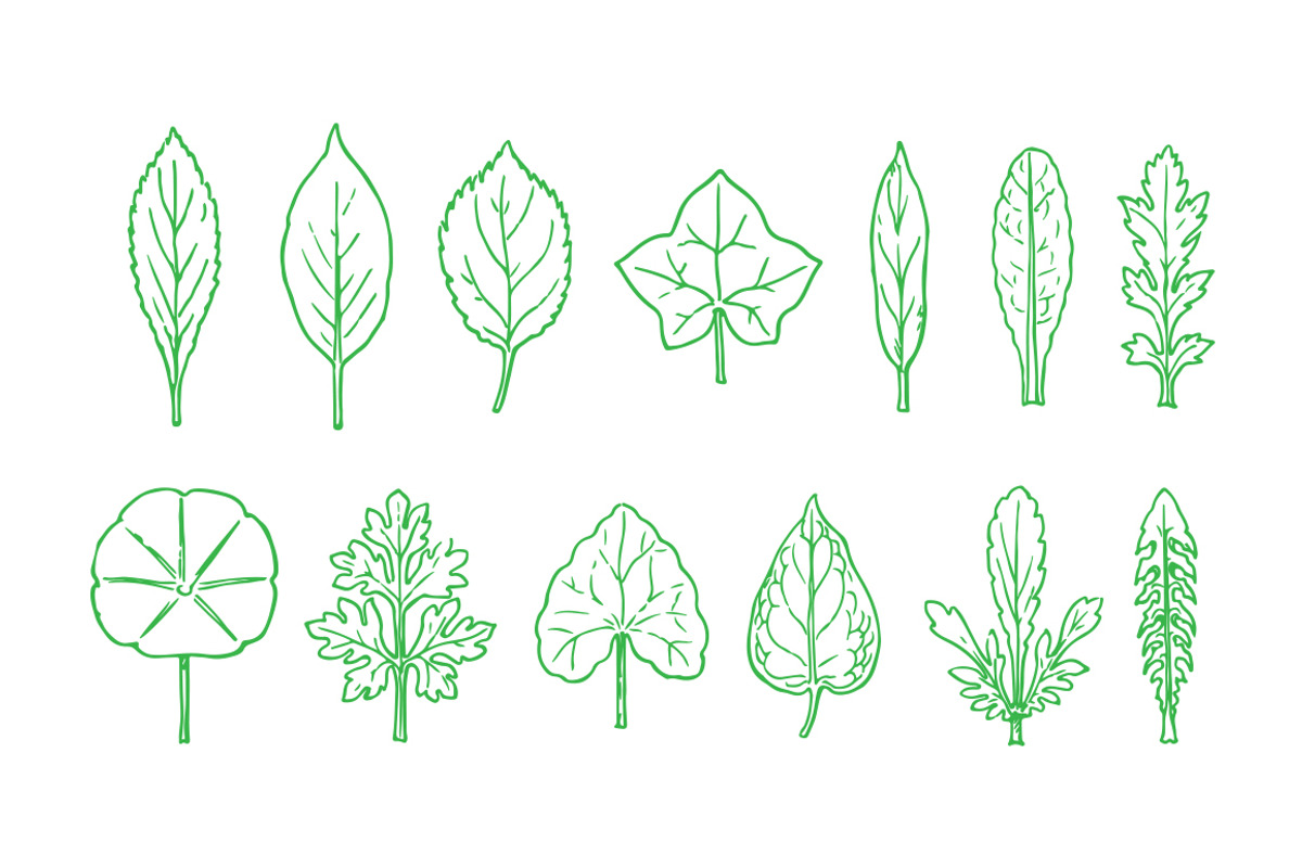 Contour Leaves Illustration Pack, an Illustration by Theresa Barba (Photo 1 of 2)