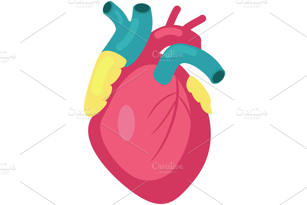 Human heart vector organ medical, a Healthcare Illustration by SiberianArt