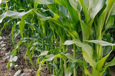 Maize seedling in agricultural garden, Growing Young Green Corn, a Nature Photo by Cherkas Photography