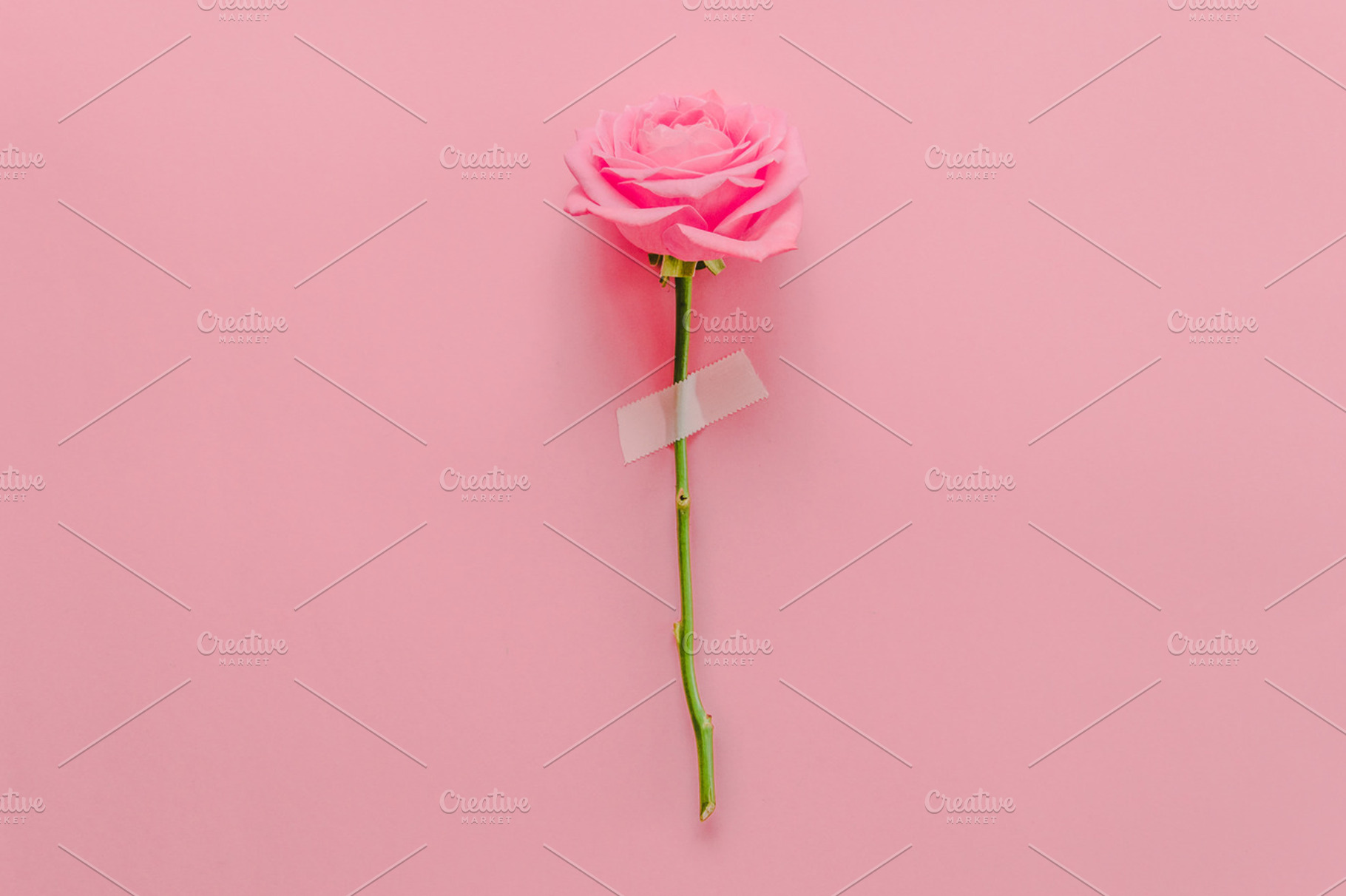taped rose, a Nature Photo by Katya Havok