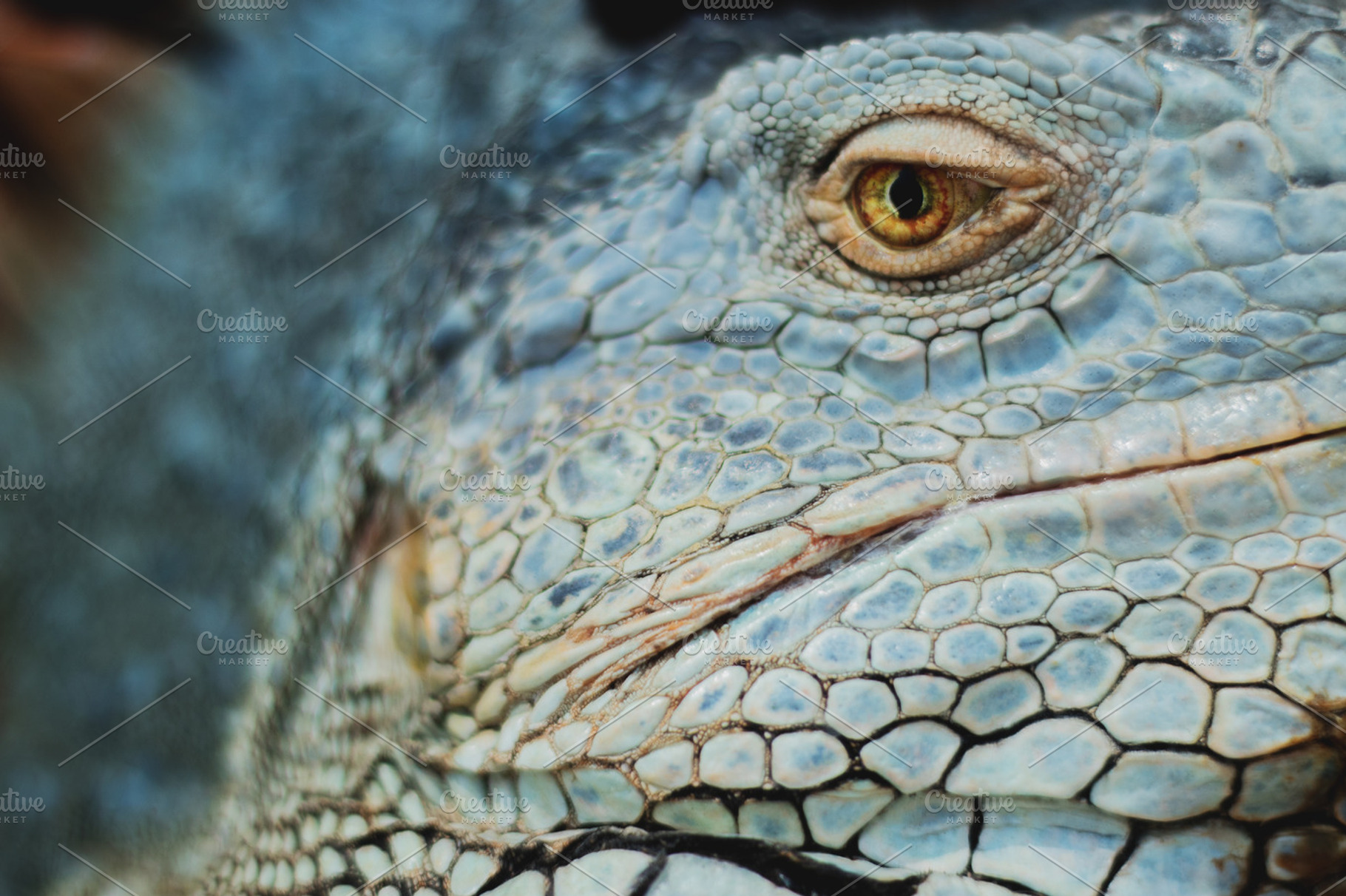 Minimalist Iguana Eye Close Up, an Animal Photo by René Jordaan Photography