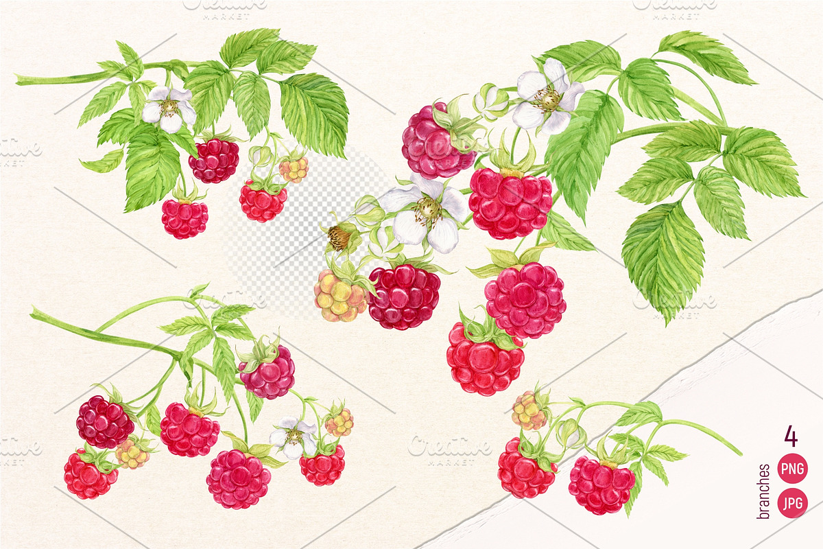 Garden Raspberry. Watercolor set, an Illustration by Tata Pilip (Photo 2 of 10)