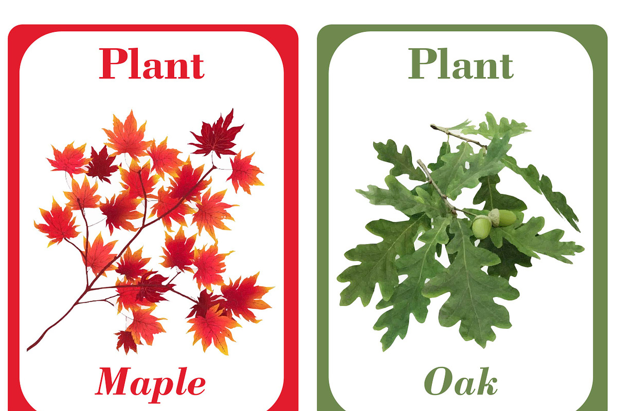 Plants Flash Cards For Kids, a Card Template by DigitalsDesigns (Photo 3 of 4)