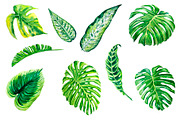 Tropical leaves watercolor, a Decorative Illustration by lilisavelieva (Thumbnail 2 of 4)