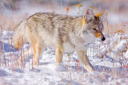 On The Prowl, an Animal Photo by Bryantswildlifeimage