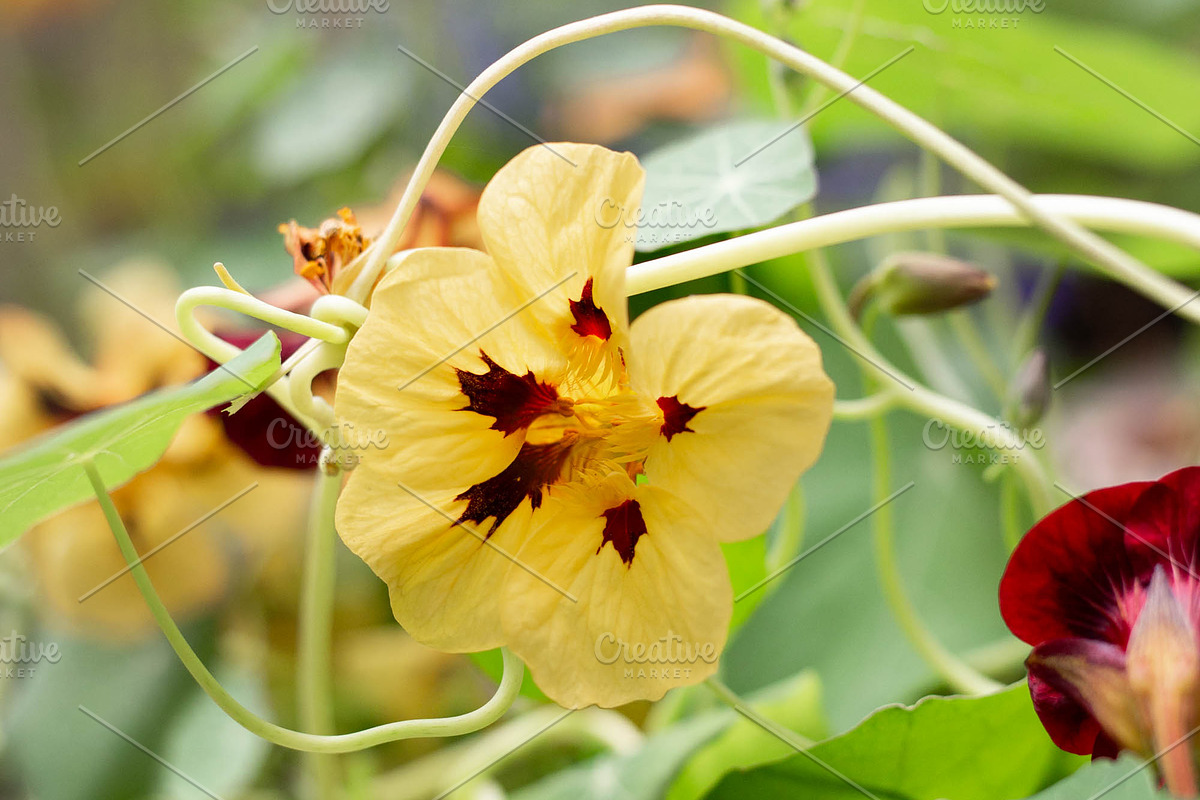 Herbalism Stock Photo Bundle, a Health & Medical Photo by Wellness Stock Market (Photo 3 of 16)