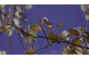 Autumn Background. Close-up Of