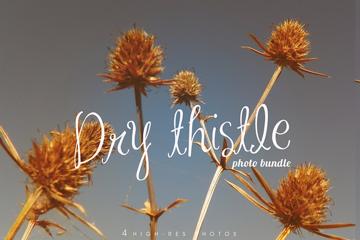 Dry thistle photo set, a Templates & Theme by Auberjean (Photo 1 of 2)