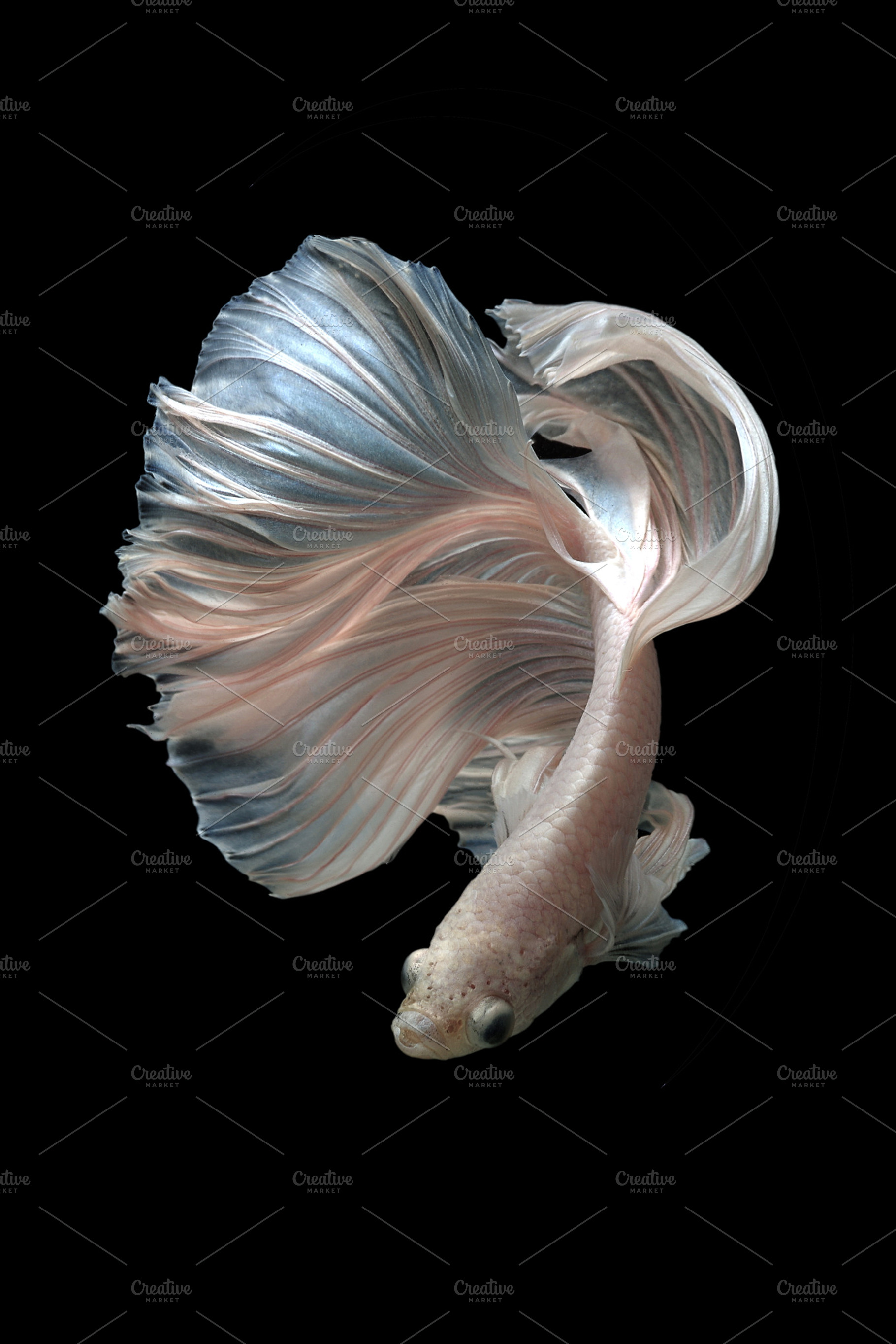 Siamese fighting fish betta fine art featuring action aggressive animal, an Animal Photo by coffeelover