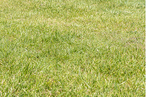 Horizontal photo of green lawn grass, a Nature Photo by Illustrations&photos