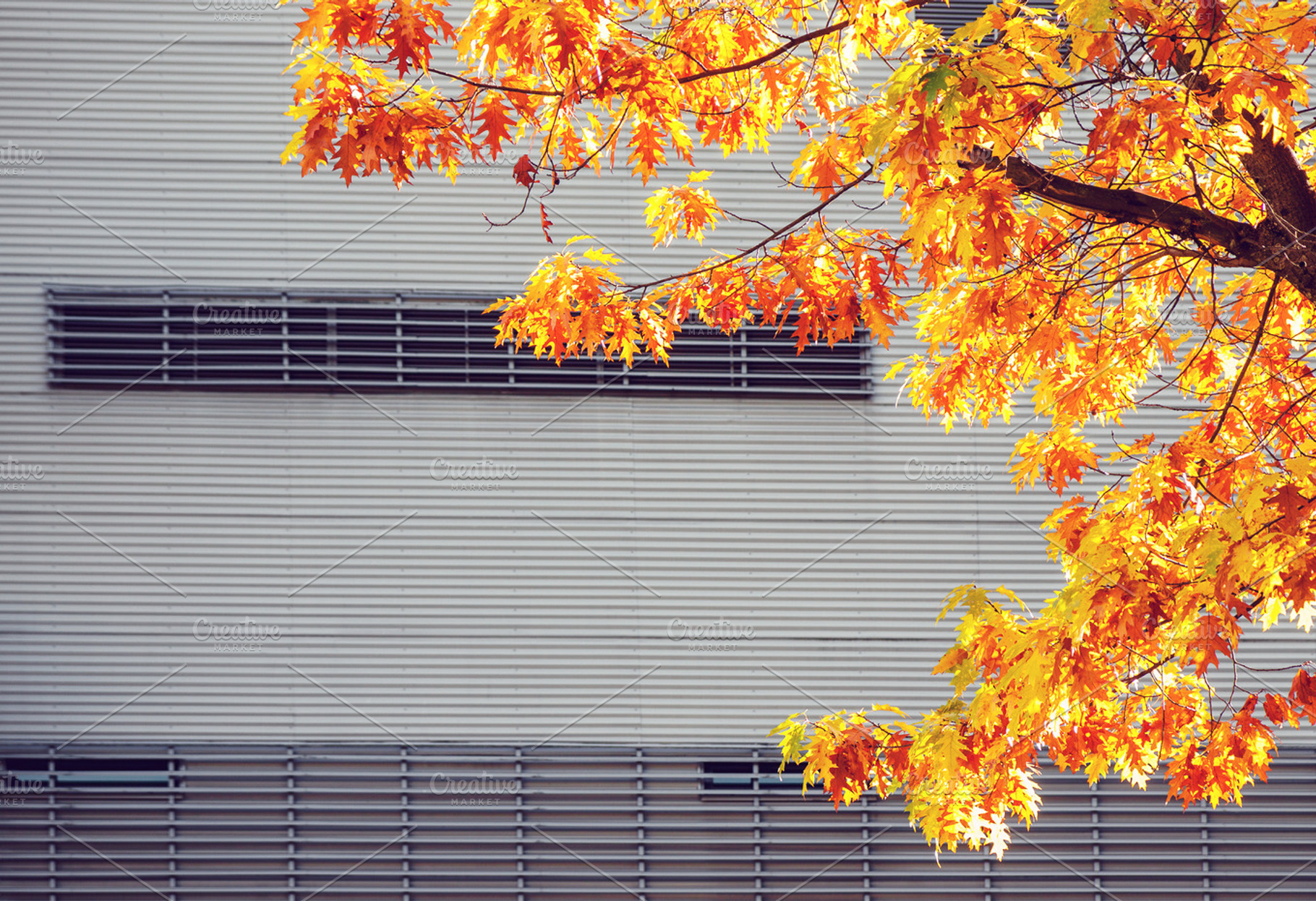 Maple tree against urban wall, a Nature Photo by BOOCYS