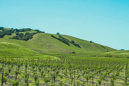 Vineyards Featuring Sunset Vine And Vineyard preview 5