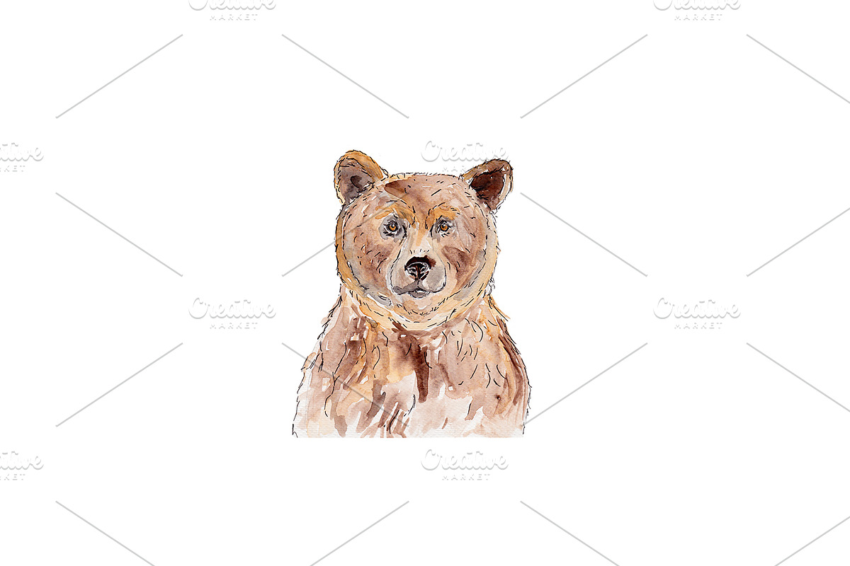watercolor bear illustration, an Animal Illustration by Foxery Digital