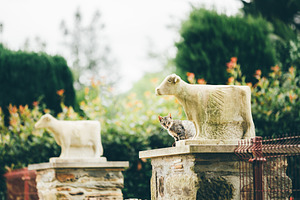 Cat by stone sculpture, an Animal Photo by SkyNext