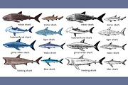 Vector illustrations of sharks, an Animal Illustration by Robusta (Thumbnail 2 of 2)