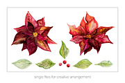 Poinsettia Watercolor Flowers, a Seasonal Illustration by Studio Meraki (Thumbnail 3 of 4)