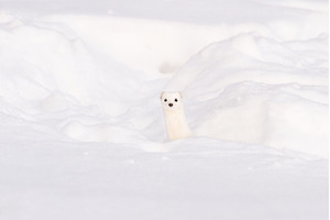 Minimalist portrait of a weasel, an Animal Photo by Pakosta