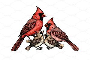 Northern Cardinal family. Birds., an Animal Illustration by yod67