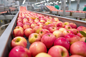 Apples on conveyor belt in processing facility, a Food & Drink Photo by AlyaAnd
