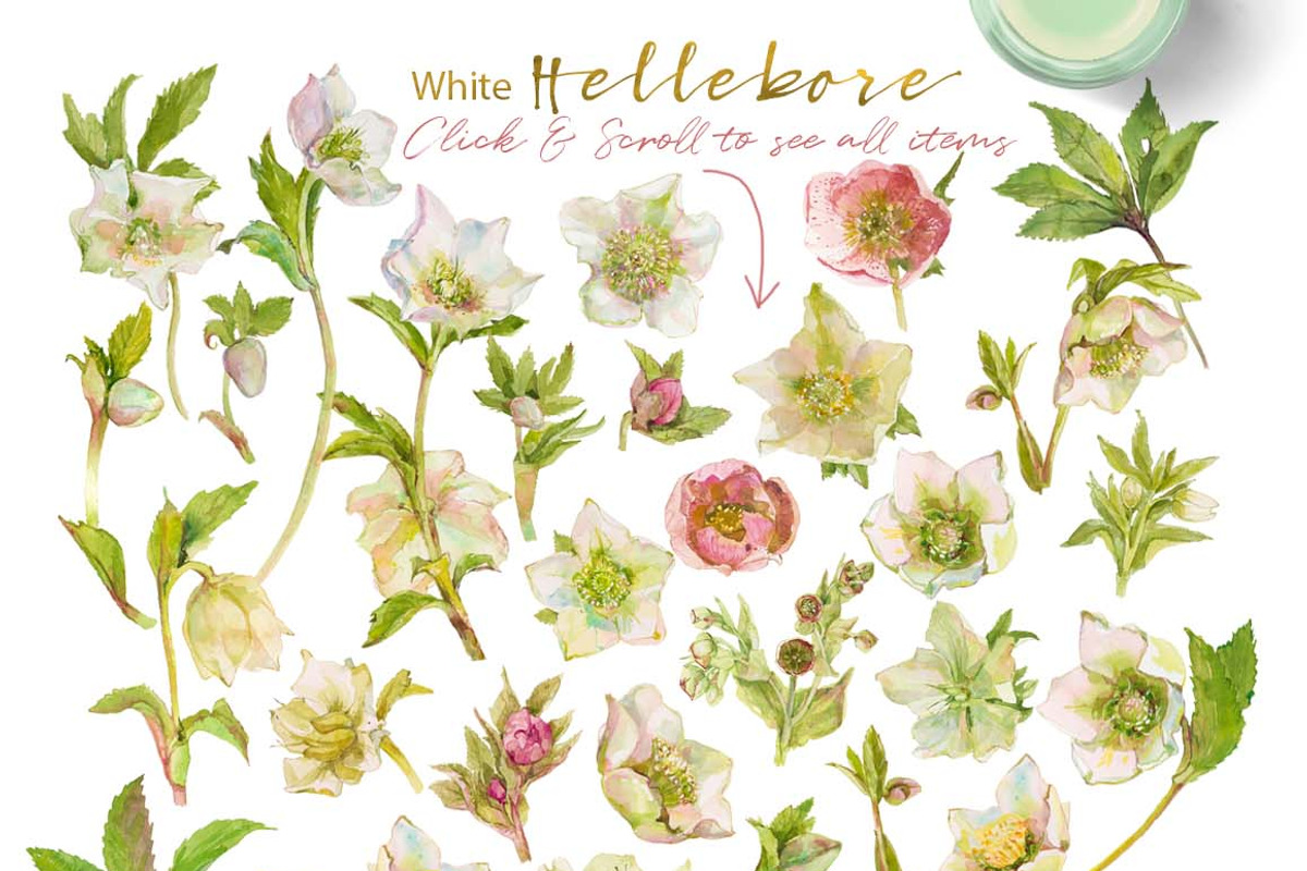 White Hellebore-Floral Clipart, an Illustration by watercolorwild.graphics (Photo 2 of 7)