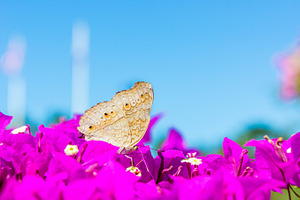 Butterflies with pink flowers