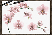 Orchid Watercolor Clip Art, a Decorative Illustration by DioFlow (Thumbnail 5 of 5)