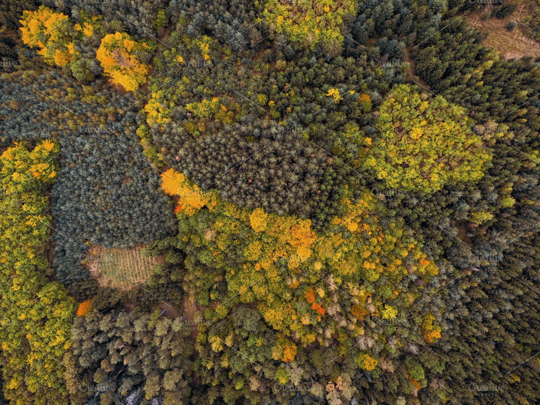 Autumn #4, a Nature Photo by jakub_kopecky