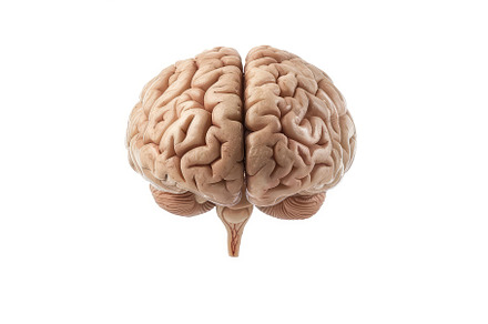 Human brain showing cerebrum, a School & Education Photo by Ylivdesign
