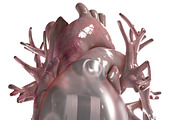 Artificial Human Heart Beating, an Object 3D Model by konstantin.ermolaev (Thumbnail 3 of 5)