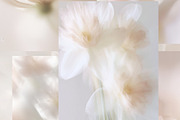 Ethereal Floral Backgrounds Bundle, an Abstract Photo by Allure Art (Thumbnail 12 of 26)
