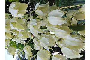 White yucca flowers blooming petals