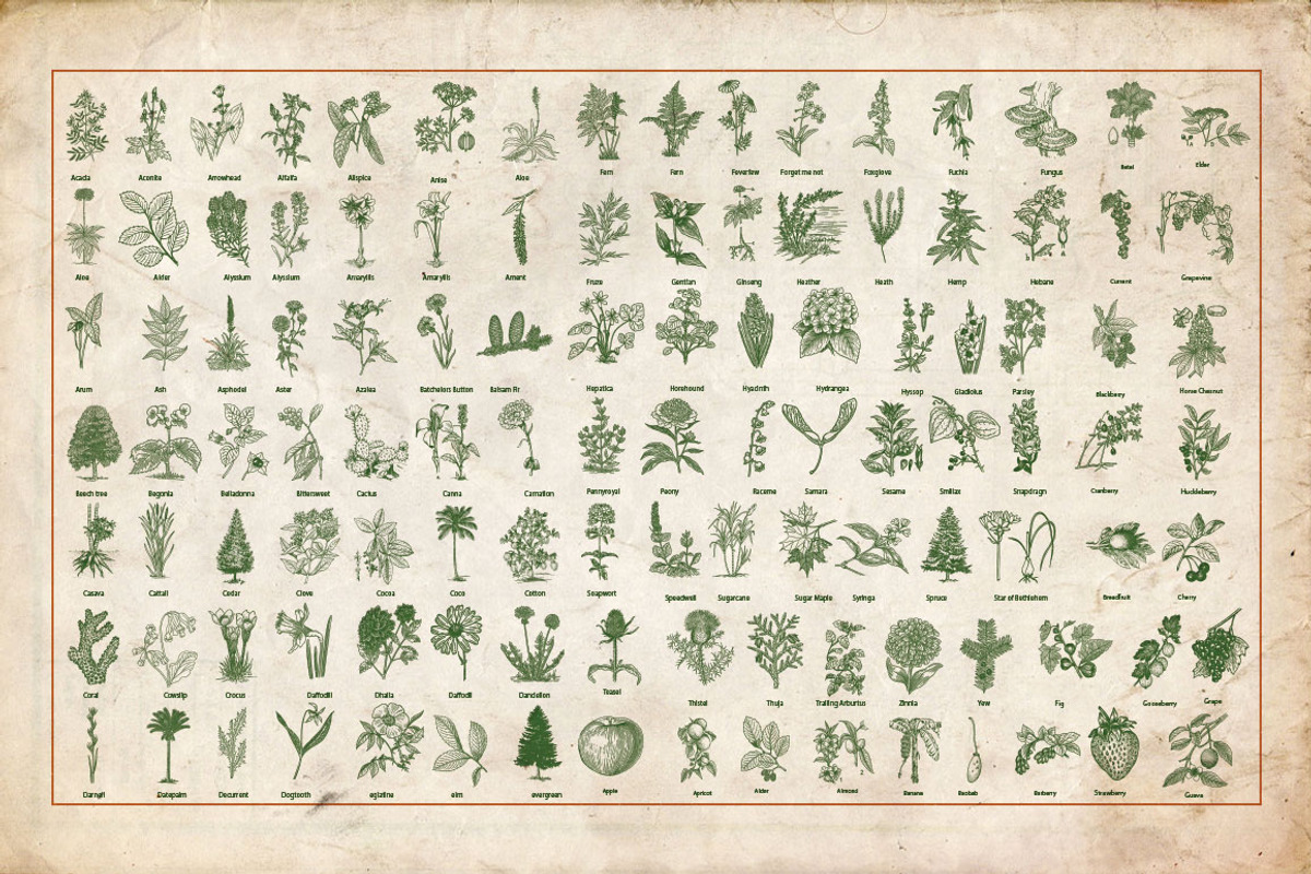 Horticulture - 130 plant vectors, an Education Illustration by BlackBird Foundry (Photo 2 of 3)