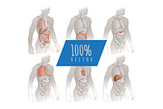 Systems Human Body Anatomy set, a Healthcare Illustration by Alltruecolours (Thumbnail 5 of 5)