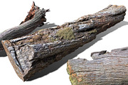 13 Tree Logs, an Environmental 3D Model by Beatheart Creative Studio (Thumbnail 28 of 37)