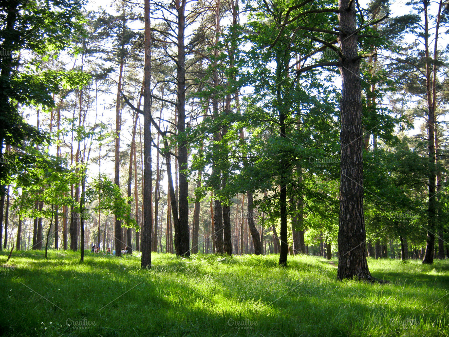 Green picnic, a Nature Photo by LaKu