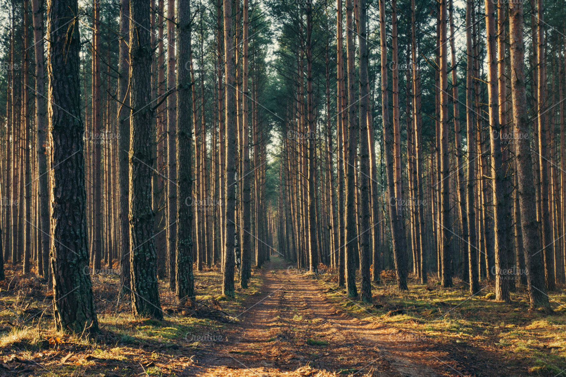 Forest light, a Nature Photo by Phots.