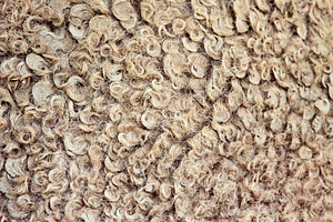 Natural camel wool, a Photo by saiko3p