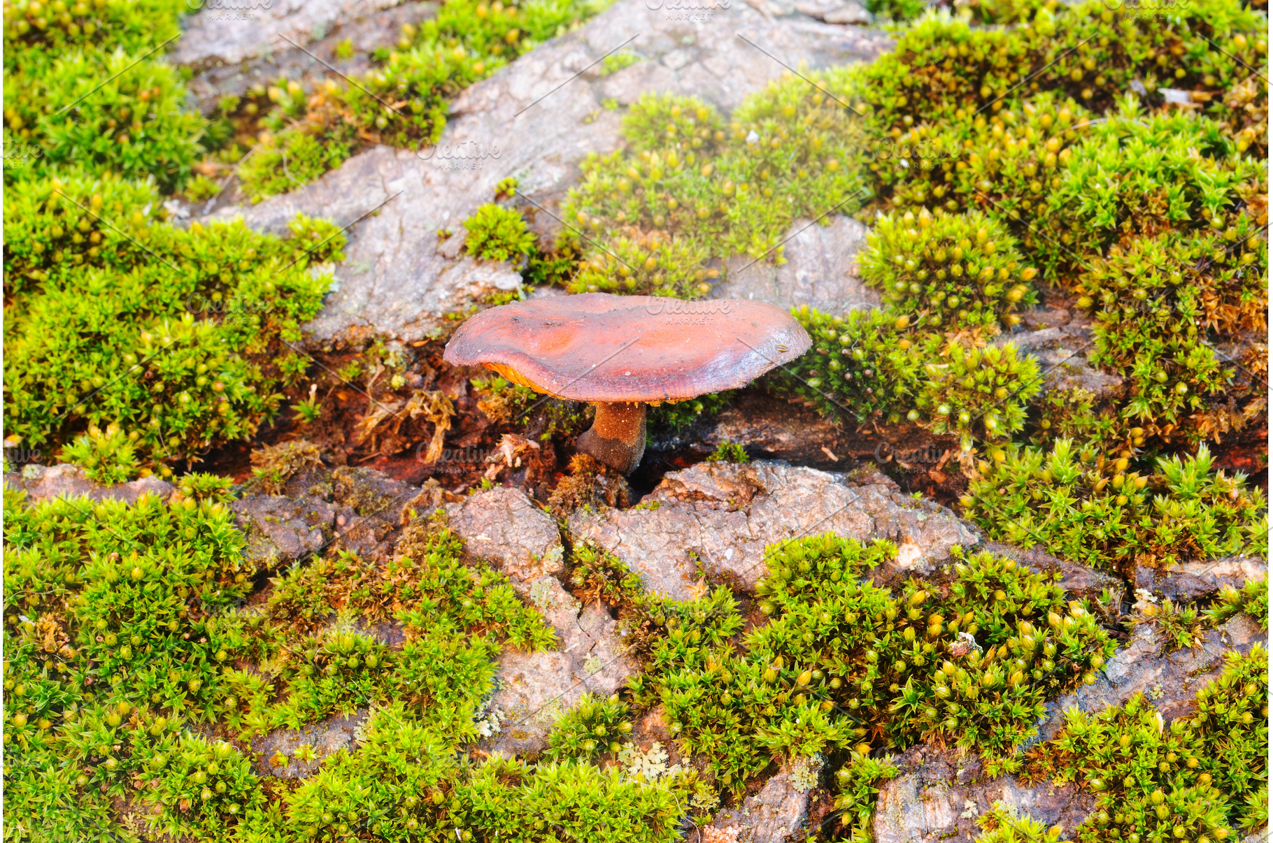 Small brown mushroom growing on old, a Nature Photo by Pakosta