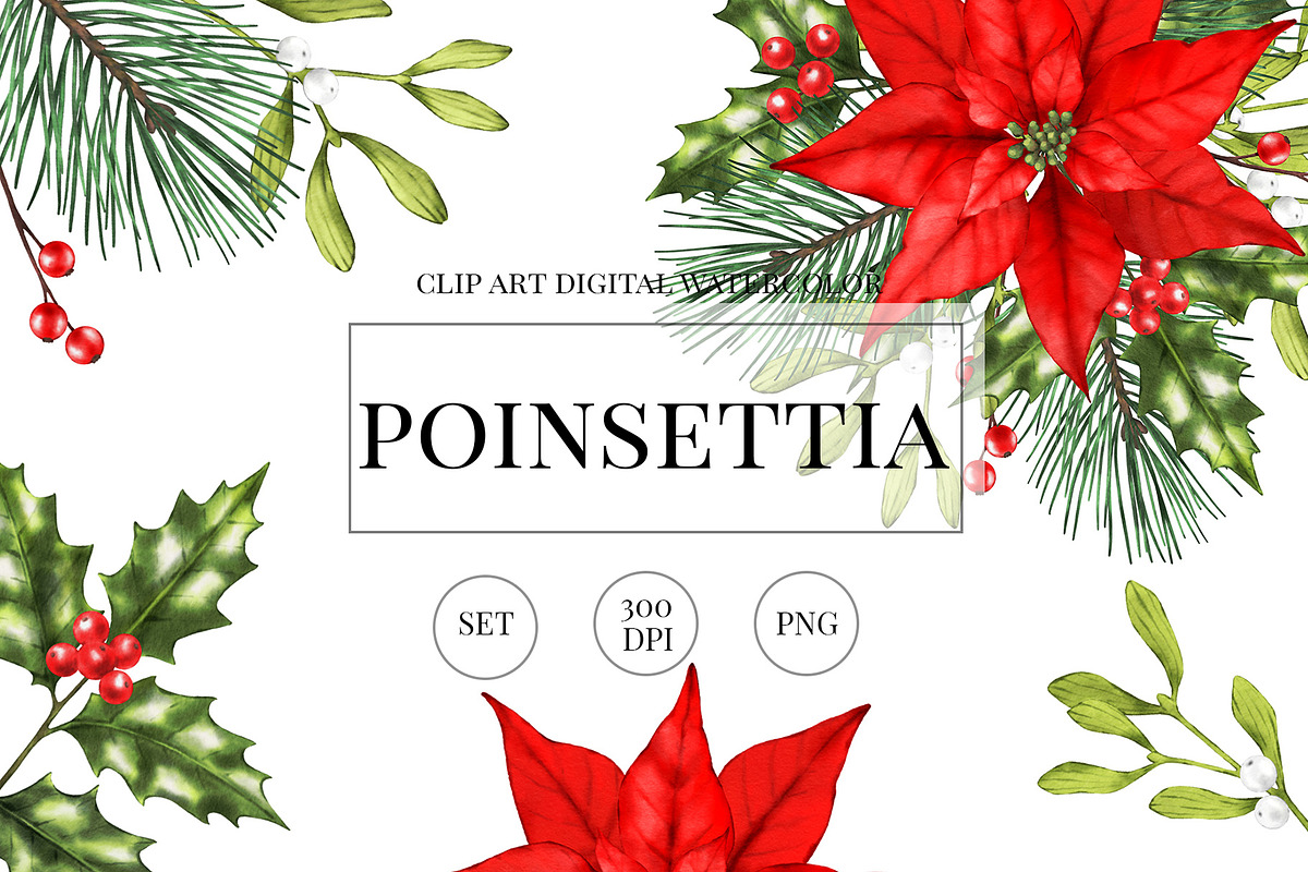 Poinsettia christmas png clipart, an Illustration by ARTVracovska (Photo 1 of 5)
