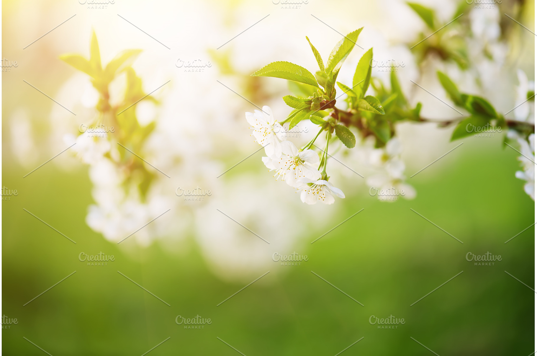 Cherry flowers frame, a Nature Photo by Nature and travel
