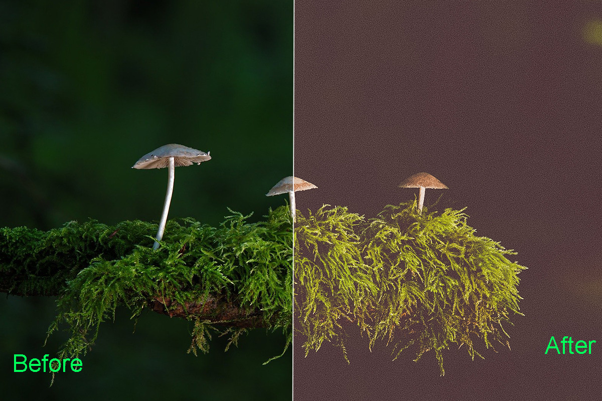 Nature Photoshop Actions 220 Bundle, an Action Add-On by ARTNEST (Photo 11 of 12)