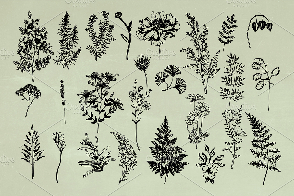 Vintage Herbs & Flowers mega set, an Object Illustration by Garden in frame (Photo 3 of 8)