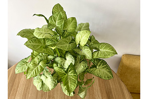 A photo of a lush, healthy Syngonium