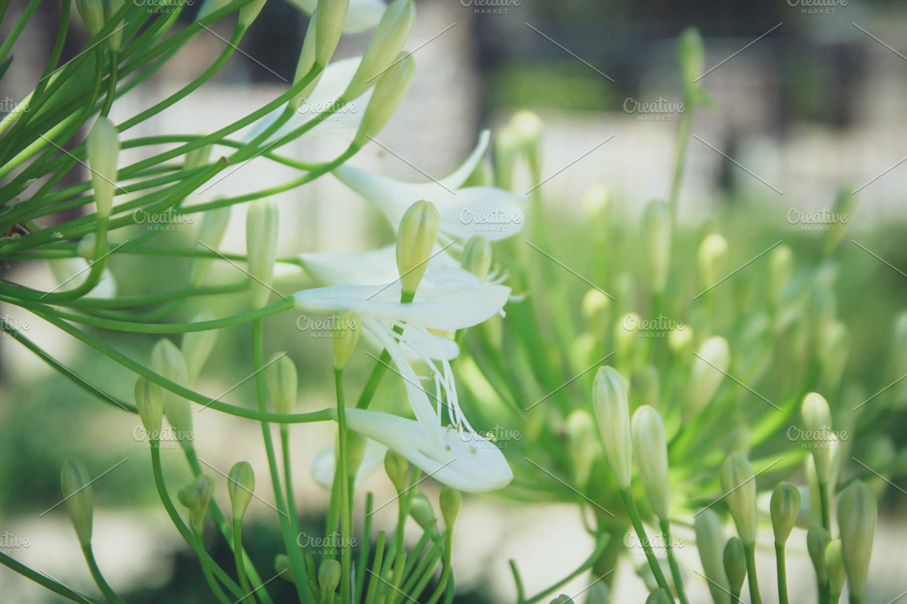 White flowers stock photo containing flower and flowers